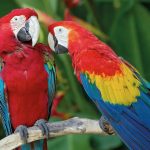 amazonia_Página_04