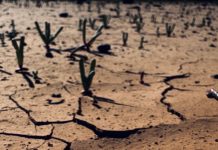 El Niño 1877 X El Niño 2026