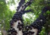 A lenda da jaboticaba