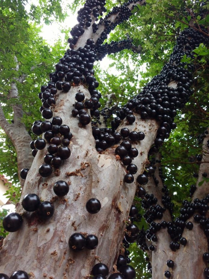 jabuticaba